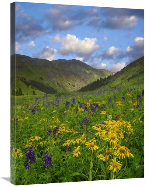 Global Gallery GCS-396568-2432-142 24 x 32 in. Orange Sneezeweed & Del