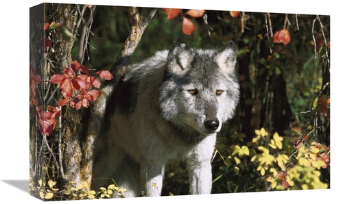 Global Gallery GCS-453318-1218-142 12 x 18 in. Timber Wolf Portrait&#4