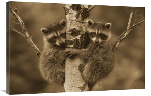 Global Gallery GCS-450502-3040-142 30 x 40 in. Raccoon Two Babies Clim