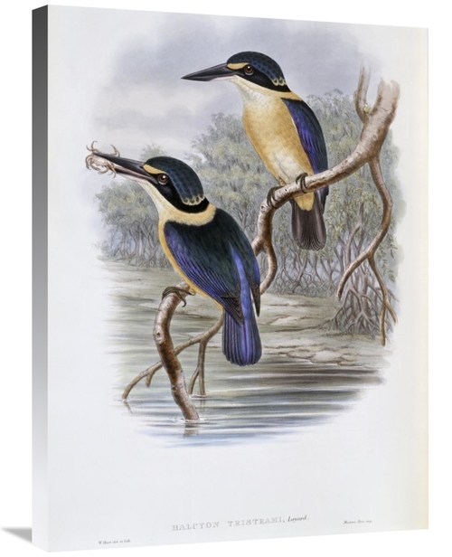 Global Gallery GCS-277794-30-142 30 in. Tristrams Kingfisher Art Print