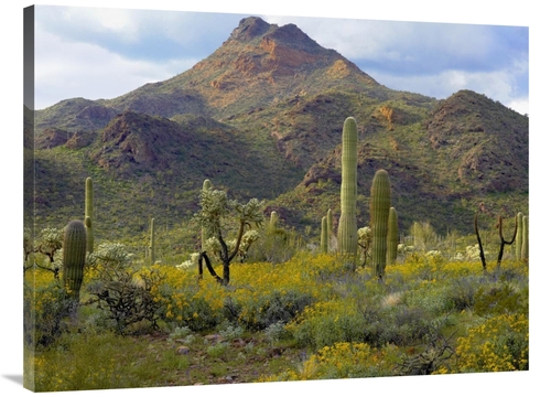 Global Gallery GCS-395935-3040-142 30 x 40 in. Saguaro & Teddybear Cho