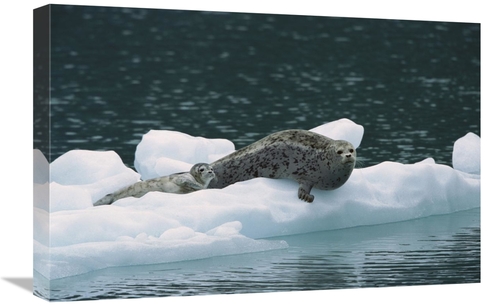 Global Gallery GCS-452541-1624-142 16 x 24 in. Harbor Seal Mother & Pu