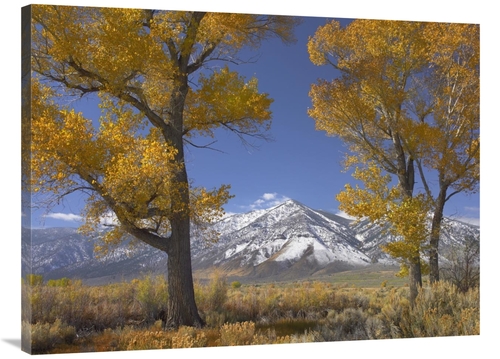 Global Gallery GCS-396406-3040-142 30 x 40 in. Cottonwood Trees, F