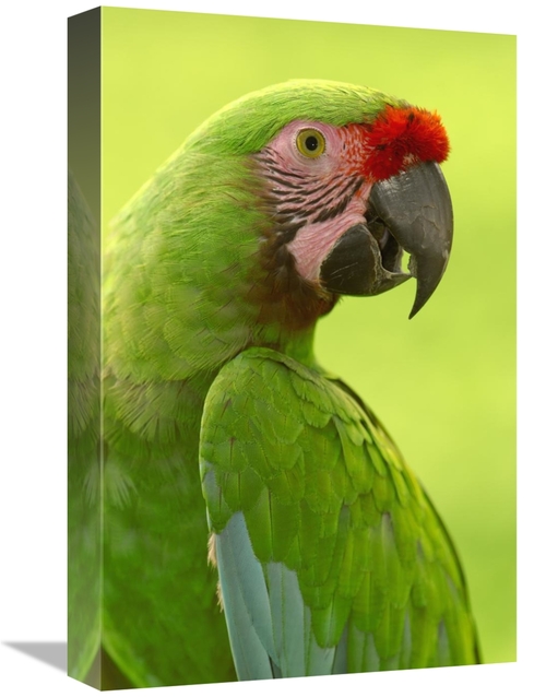 Global Gallery GCS-397907-1218-142 12 x 18 in. Military Macaw Portrait