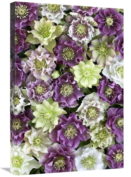 Global Gallery GCS-398329-2030-142 20 x 30 in. Hellebore Flowers Art P