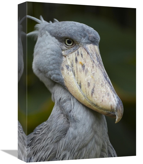 Global Gallery GCS-396079-1216-142 12 x 16 in. Shoebill, Jurong Bi