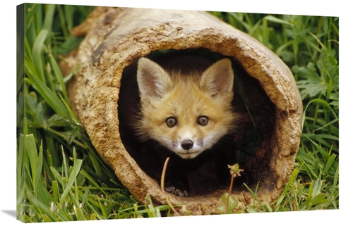 Global Gallery GCS-452950-2436-142 24 x 36 in. Red Fox Kit in Log,