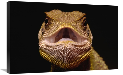 Global Gallery GCS-453194-2030-142 20 x 30 in. Bocourts Dwarf Iguana&#