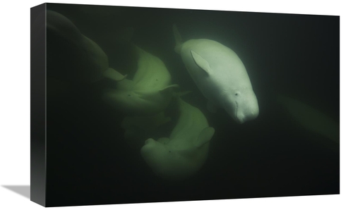 Global Gallery GCS-453588-1218-142 12 x 18 in. Beluga Trio Swimming&#4