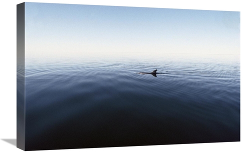 Global Gallery GCS-450687-1624-142 16 x 24 in. Bottlenose Dolphin Surf