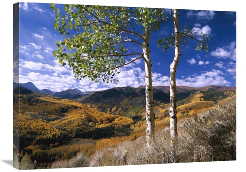 Global Gallery GCS-396964-2432-142 24 x 32 in. Aspen Trees in Fall-Col