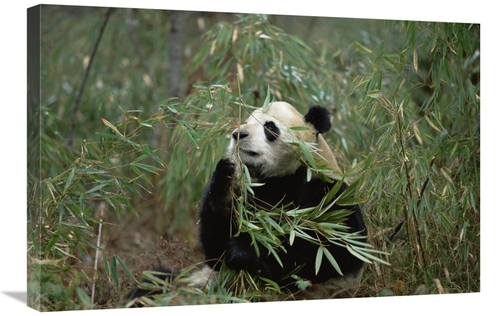 Global Gallery GCS-398498-2030-142 20 x 30 in. Giant Panda Eating Bamb