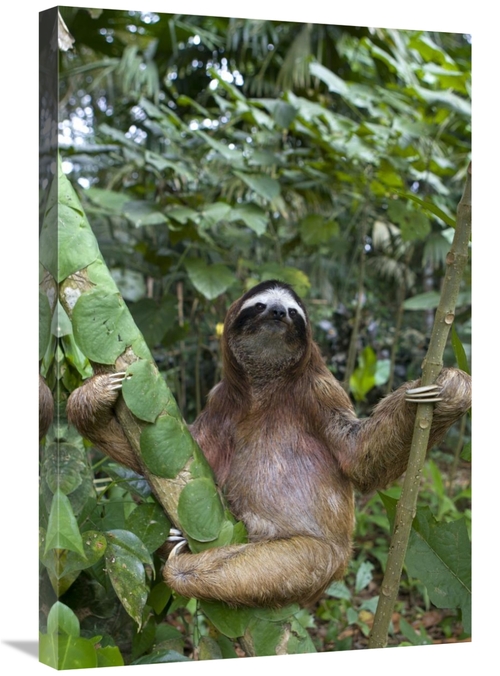 Global Gallery GCS-395849-2030-142 20 x 30 in. Brown-Throated Three-To