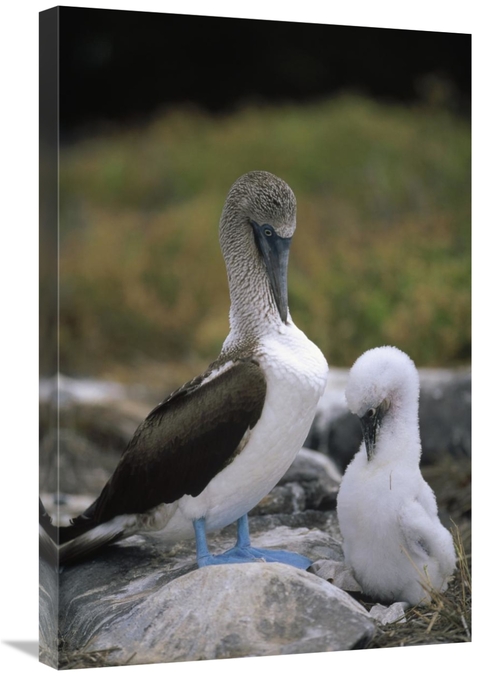 Global Gallery GCS-451252-2030-142 20 x 30 in. Blue-Footed Booby & Chi