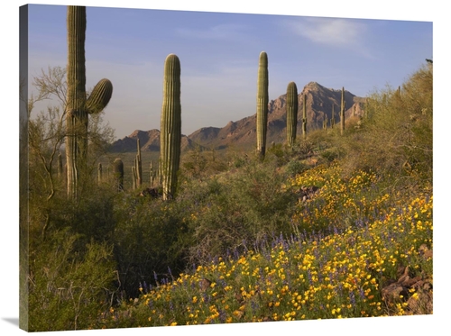 Global Gallery GCS-395952-3040-142 30 x 40 in. Saguaro Cacti & Califor