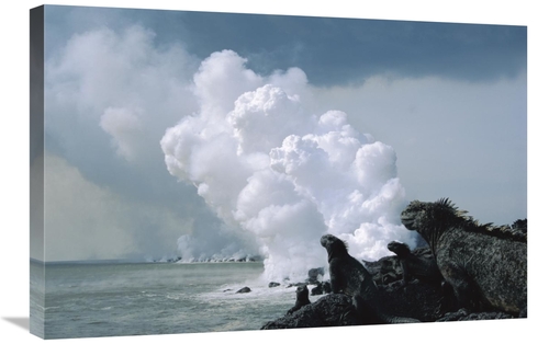 Global Gallery GCS-451042-2030-142 20 x 30 in. Marine Iguanas with Ste