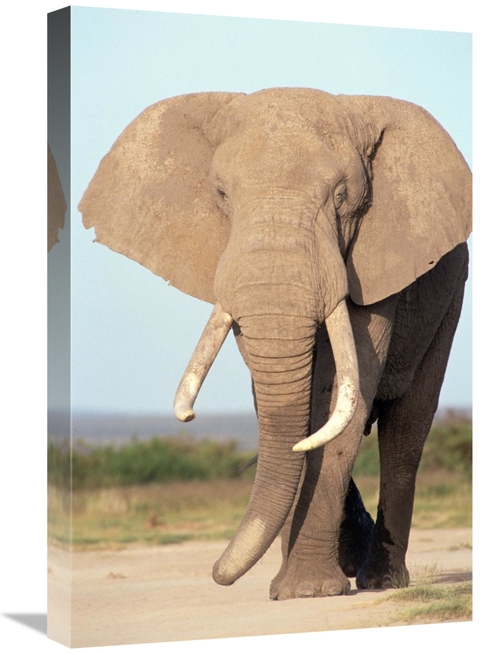 Global Gallery GCS-452747-1624-142 16 x 24 in. African Elephant Bull&#