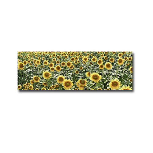 Artistic Home Gallery 1648Q989IG Tuscan Sunflower Pano 1 by Allan Blau