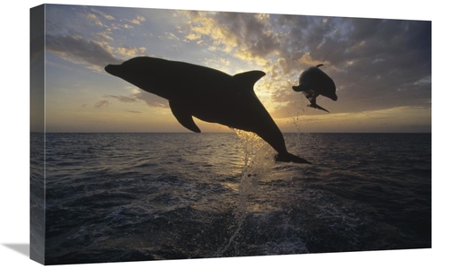 Global Gallery GCS-452356-1624-142 16 x 24 in. Bottlenose Dolphin Leap