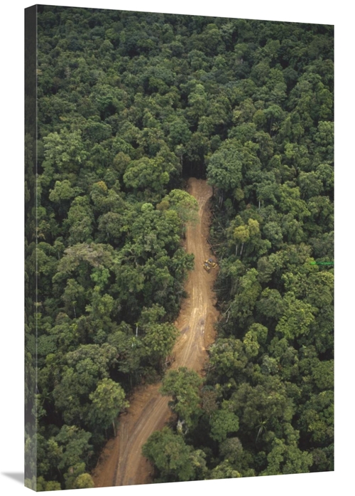 Global Gallery GCS-395788-2436-142 24 x 36 in. New Logging Road in Vir