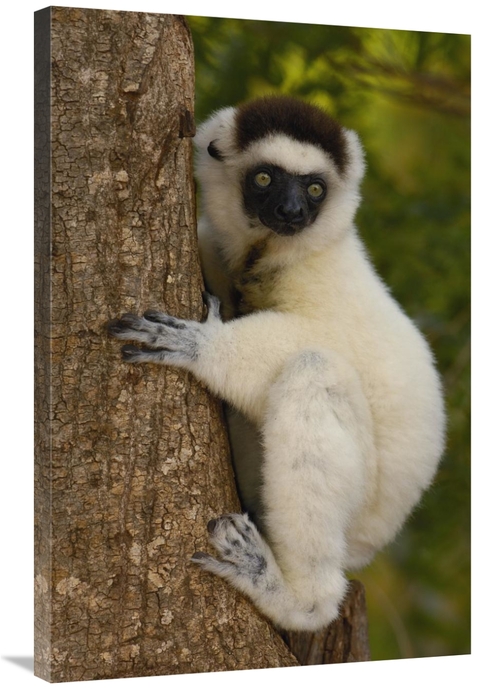 Global Gallery GCS-453038-2436-142 24 x 36 in. Verreauxs Sifaka Portra