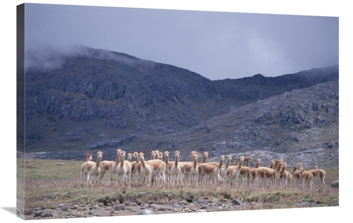 Global Gallery GCS-451502-2436-142 24 x 36 in. Vicuna Bachelor Male Tr