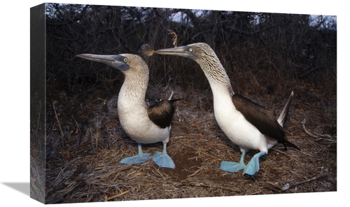 Global Gallery GCS-451393-1218-142 12 x 18 in. Blue-Footed Booby Pair 