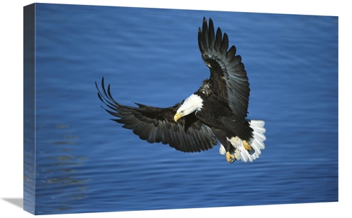 Global Gallery GCS-398303-1624-142 16 x 24 in. Bald Eagle Flying Over 