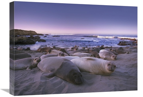 Global Gallery GCS-397142-1824-142 18 x 24 in. Northern Elephant Seal 