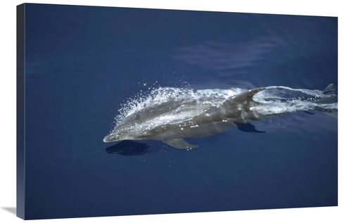 Global Gallery GCS-451197-2436-142 24 x 36 in. Bottlenose Dolphin Leap