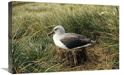 Global Gallery GCS-451299-1624-142 16 x 24 in. Grey-Headed Albatross N