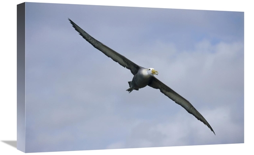 16 x 24 in. Waved Albatross Flying, Galapagos Islands, Ecuador