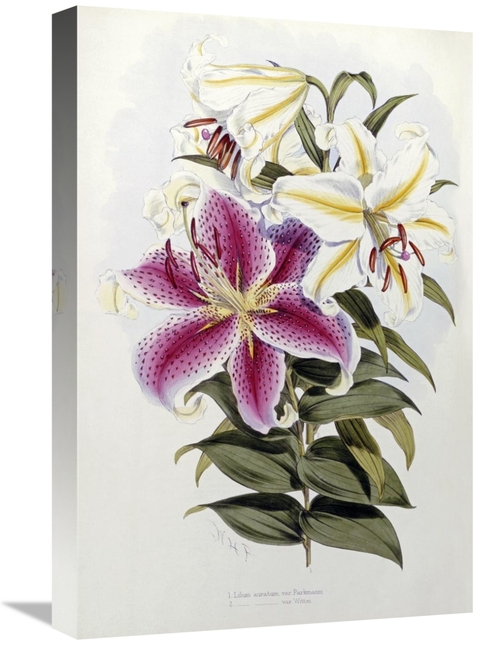 Global Gallery GCS-266278-22-142 22 in. A Monograph of the Genus Liliu