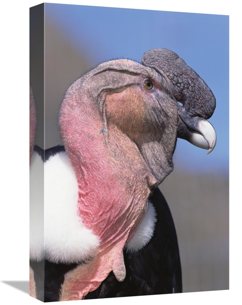 Global Gallery GCS-451235-1218-142 12 x 18 in. Andean Condor Male,