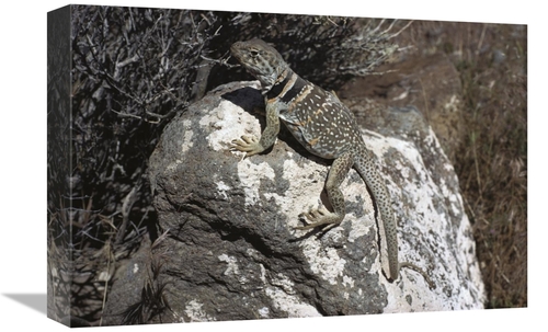 Global Gallery GCS-450732-1218-142 12 x 18 in. Collared Lizard Sunning