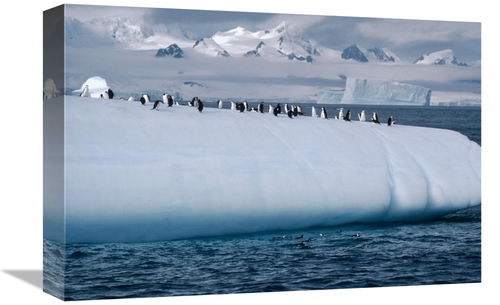 Global Gallery GCS-450636-1218-142 12 x 18 in. Chinstrap Penguin Group
