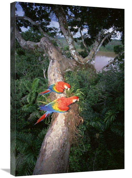 Global Gallery GCS-451496-2030-142 20 x 30 in. Scarlet Macaw Pair Perc