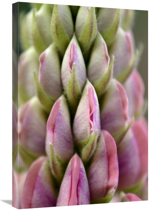 Global Gallery GCS-398003-2030-142 20 x 30 in. Detail of Budding Lupin