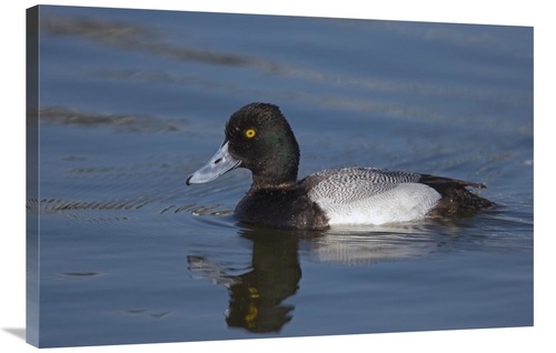 Global Gallery GCS-453349-2436-142 24 x 36 in. Lesser Scaup Male, 