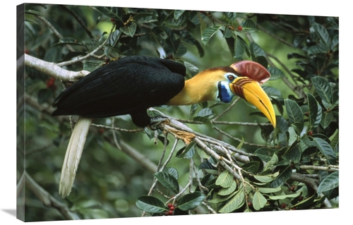 Global Gallery GCS-451134-2436-142 24 x 36 in. Sulawesi Red-Knobbed Ho