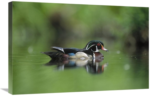Global Gallery GCS-396295-2030-142 20 x 30 in. Wood Duck Male Portrait
