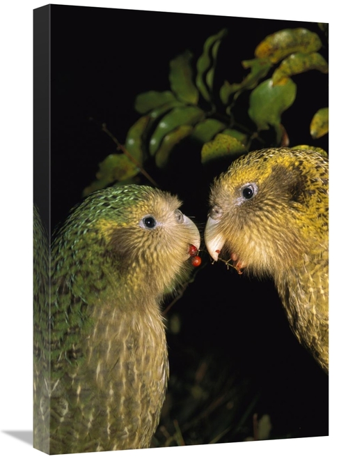 Global Gallery GCS-451748-1624-142 16 x 24 in. Kakapo Pair Playing&#44