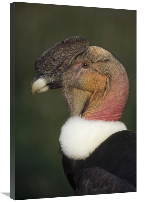 Global Gallery GCS-451355-2436-142 24 x 36 in. Andean Condor Flushing 