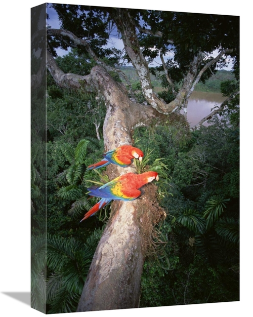 Global Gallery GCS-451496-1218-142 12 x 18 in. Scarlet Macaw Pair Perc