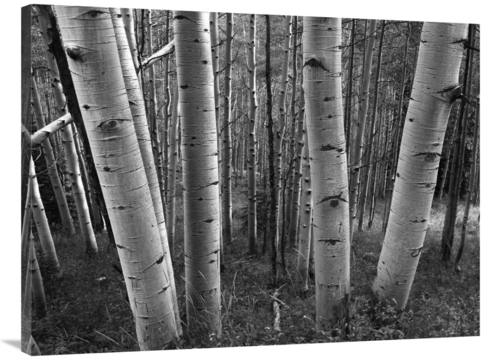 Global Gallery GCS-460932-3040-142 30 x 40 in. Aspen Forest in Spring&