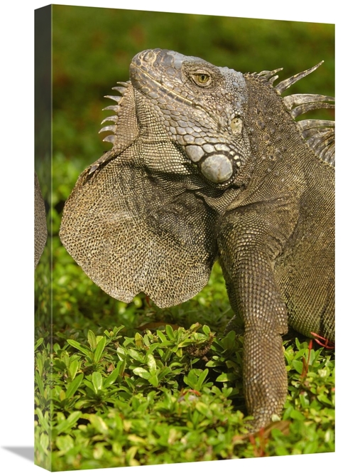 Global Gallery GCS-453070-1624-142 16 x 24 in. Green Iguana Flaring De