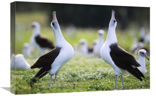 Global Gallery GCS-451426-1624-142 16 x 24 in. Laysan Albatross Courts