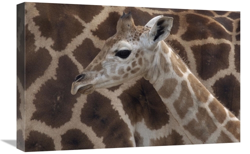 Global Gallery GCS-398144-1624-142 16 x 24 in. Rothschild Giraffe Calf