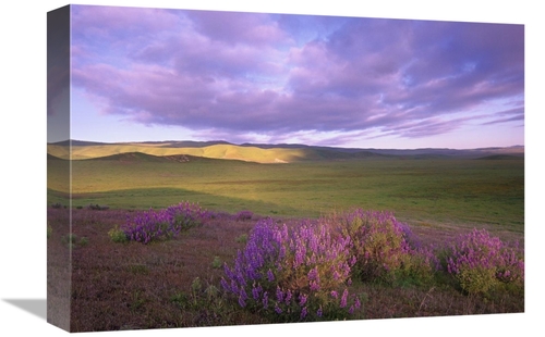 Global Gallery GCS-397132-1218-142 12 x 18 in. Large-Leaved Lupine in 