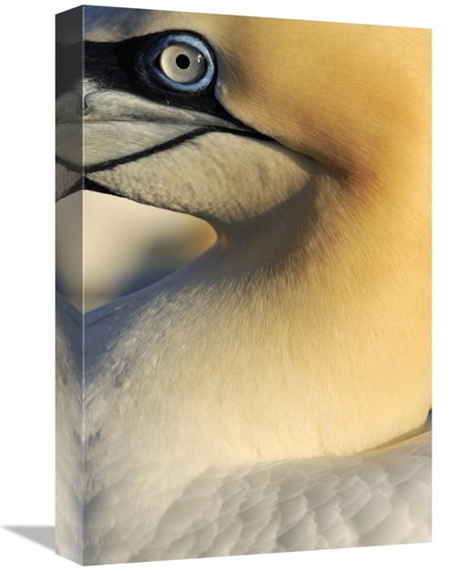 Global Gallery GCS-395691-1218-142 12 x 18 in. Northern Gannet Up Clos